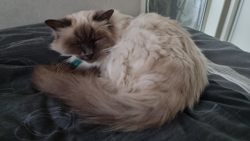 Frankie #DumbCatSmartTag