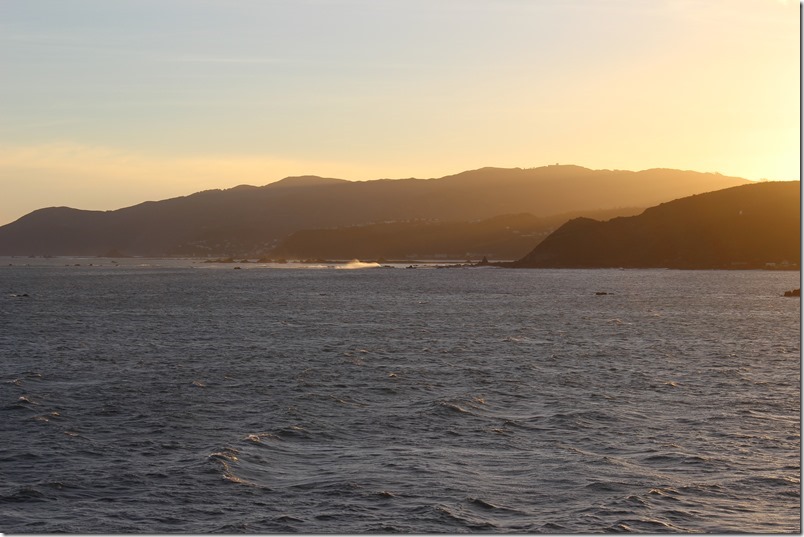 Cook Strait Moa Point