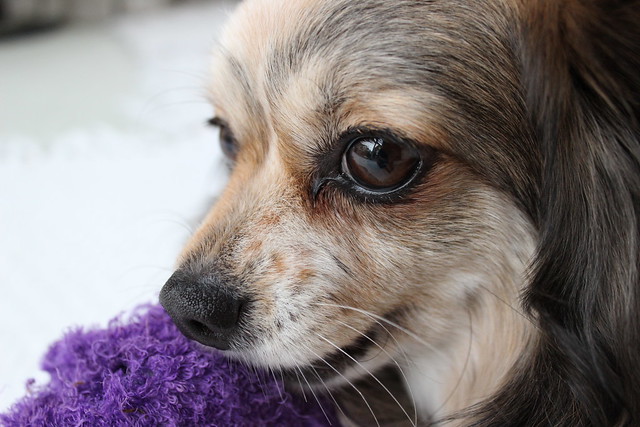 Alfie defending his favourite toy