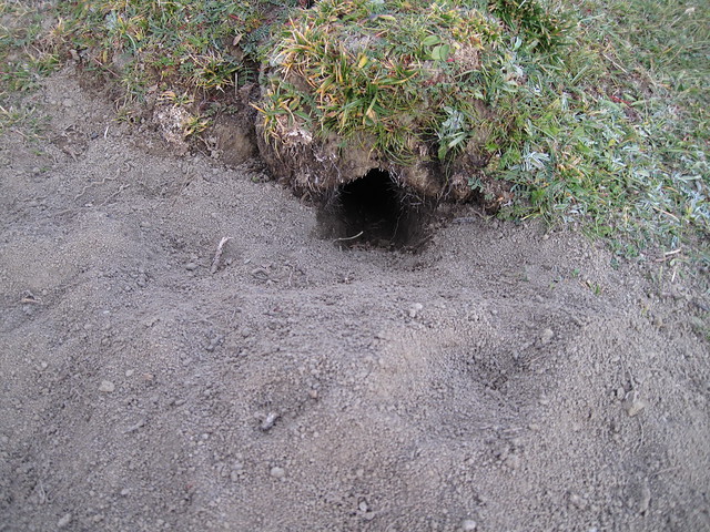 Himilayan Marmot holes