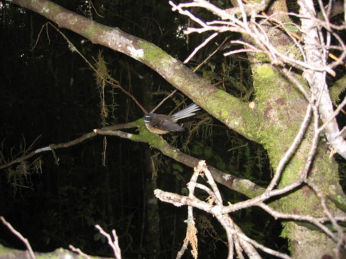 Fantail near Lake Manapouri