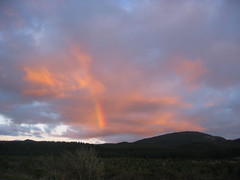 Tokoroa Forest Sunset
