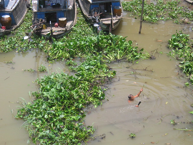 Clearing Water Hyacinth
