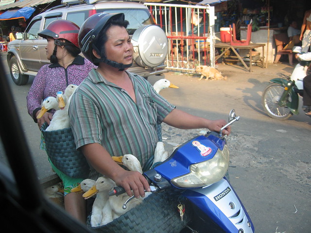 How many ducks can you fit on a scooter... lots!