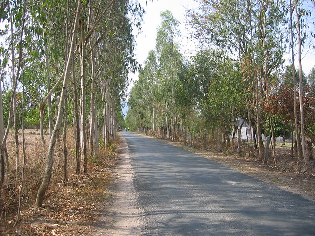 The eucalypts are really from Aussie