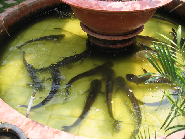 Catfish that weren't lunch, today anyway