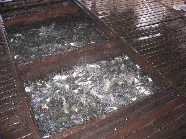 Drop in a bit of food and things go ballistic