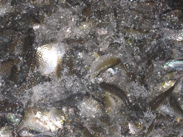 Fish feeding frenzy