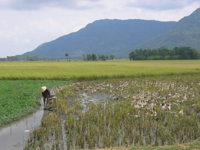 A man and his ducks!