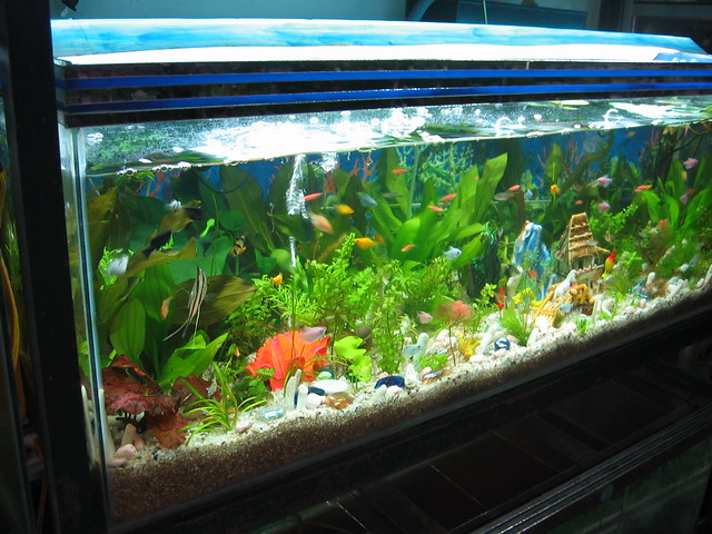 Tropical Fish, with no tank heater!