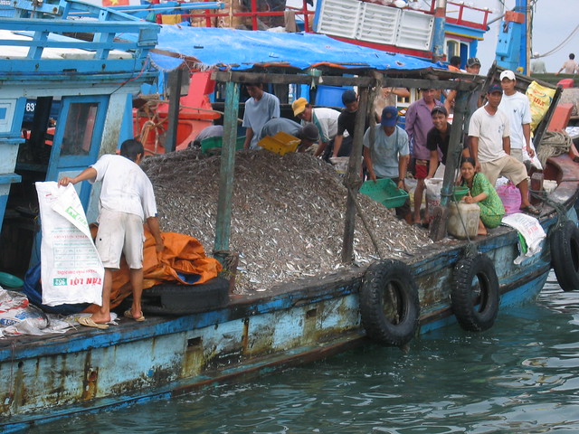 Kilo's of anchovies, to become fish sauce