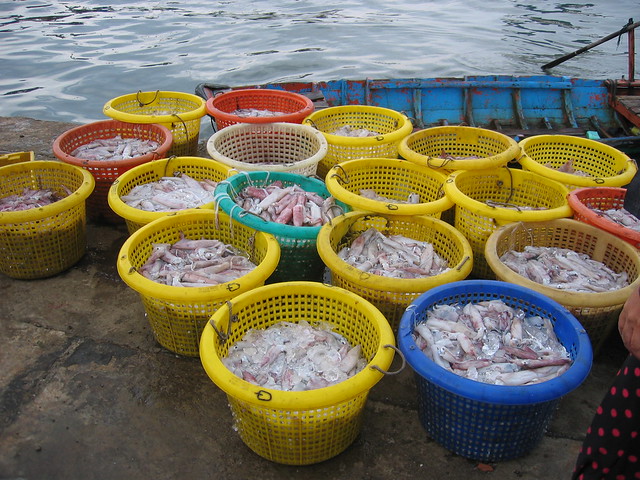 Fresh caught, tonights dinner?