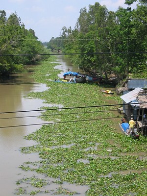 Water hyacinth rules