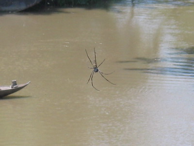 A bloody big spider!