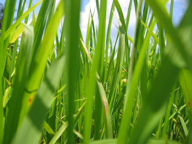 Rice Wallpapers for the PC