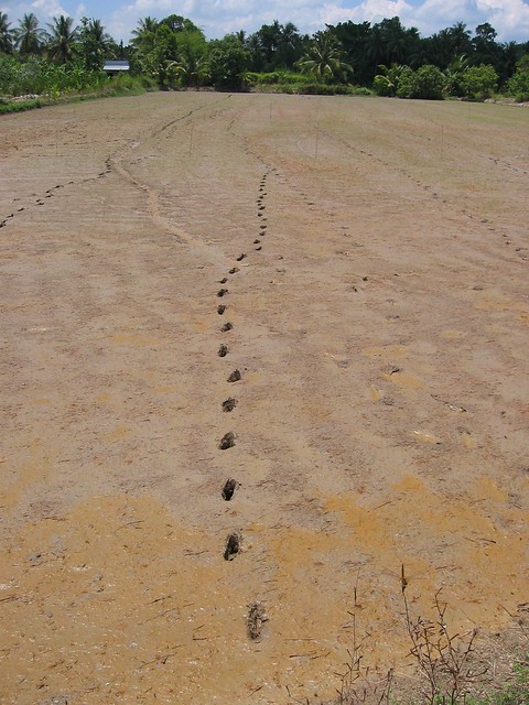 Rice Wallpapers for the PC