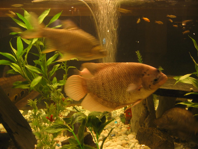 Awesome fish tank (display not food!)