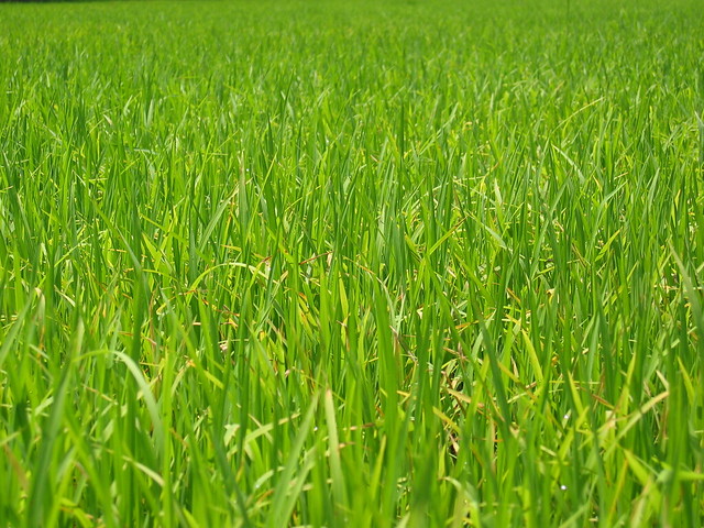 Rice Wallpapers for the PC