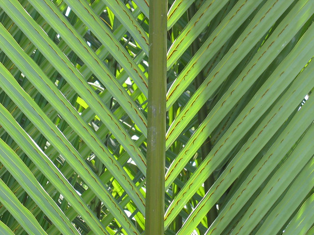 Wallpapers for the PC