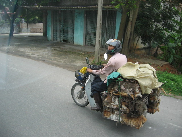 How many cats can you get on a scooter...