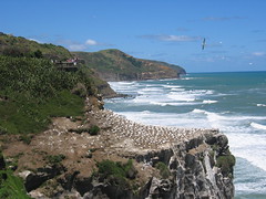 Muriwai Beach Gannets