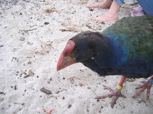 Greg the Takahe