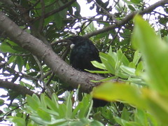 Tui on Tiritiri Matangi Island