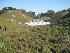 The Living Roof