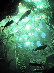 Aquarium under the rain forest