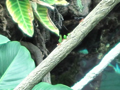 Leaf Cutter Ants on Parade