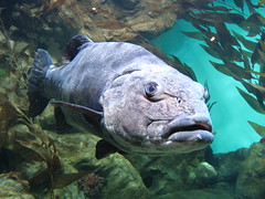 Aquarium under the rain forest
