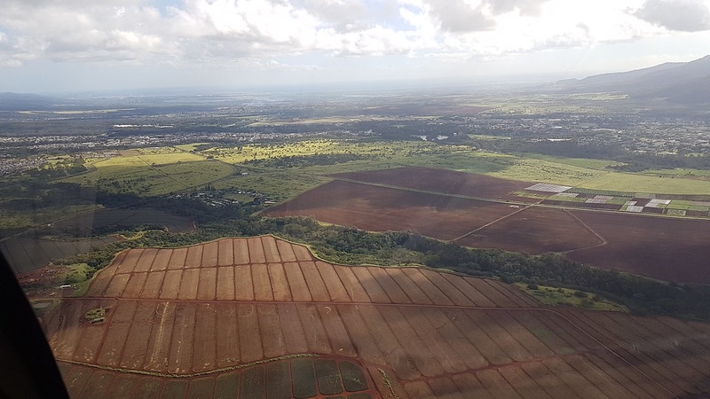 Pineapple fields forever