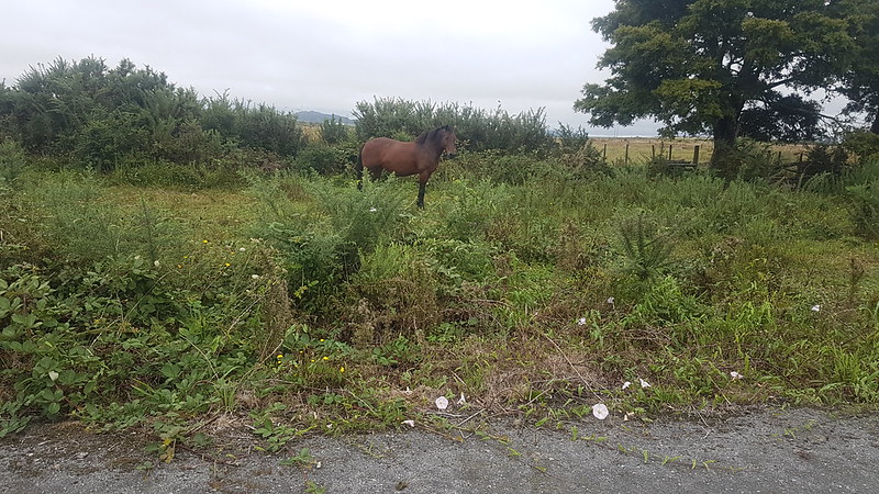 Twin Coast Trail Horse