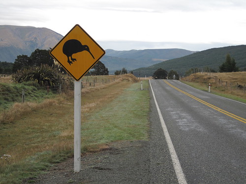 Kiwi crossing, I hope
