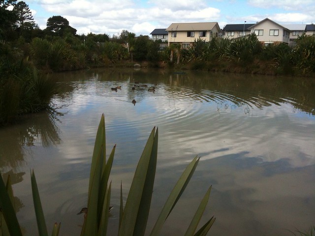 Duck pond