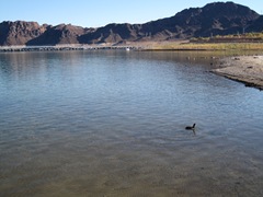 Lake Mead Duck Lake Mead Duck