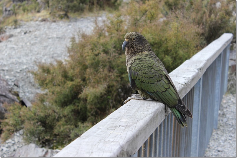 Arthurs Pass Otira Viaduct Lookout Kea