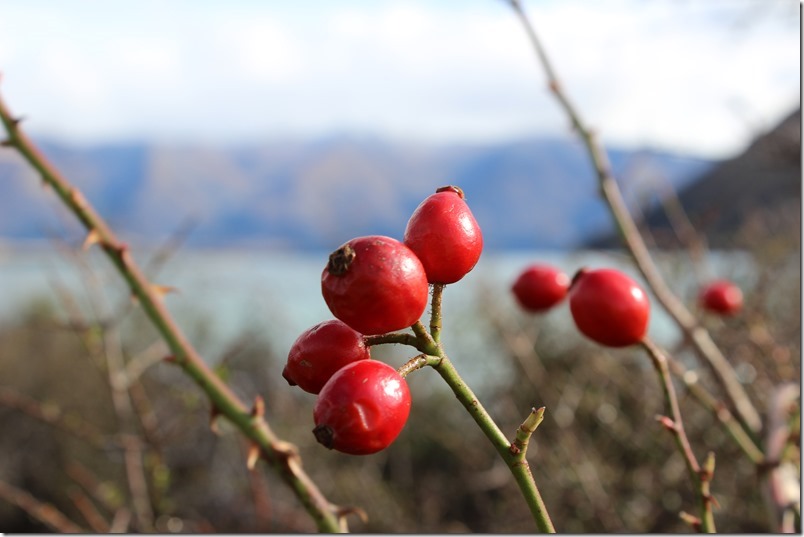 Trail side rose hips