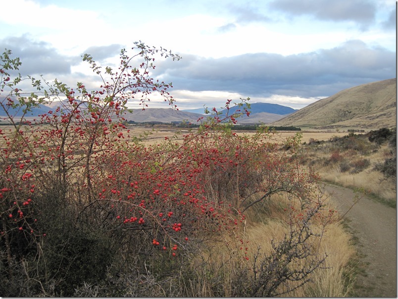 More rose hips