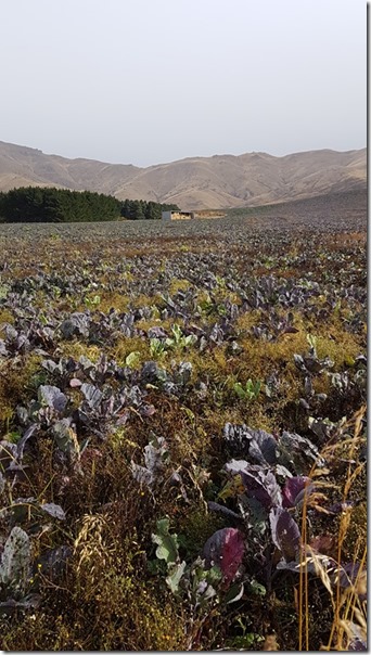 Even the cow fodder looks pretty