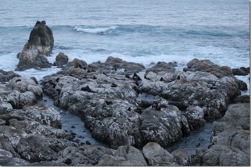Ohau Point Seal Colony