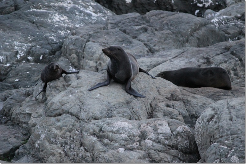 Ohau Point Seal Colony