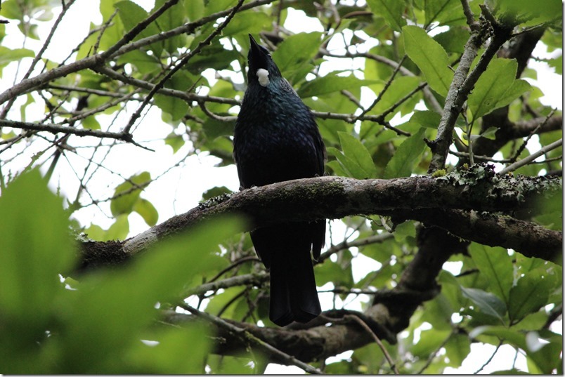 Zealandia Tui