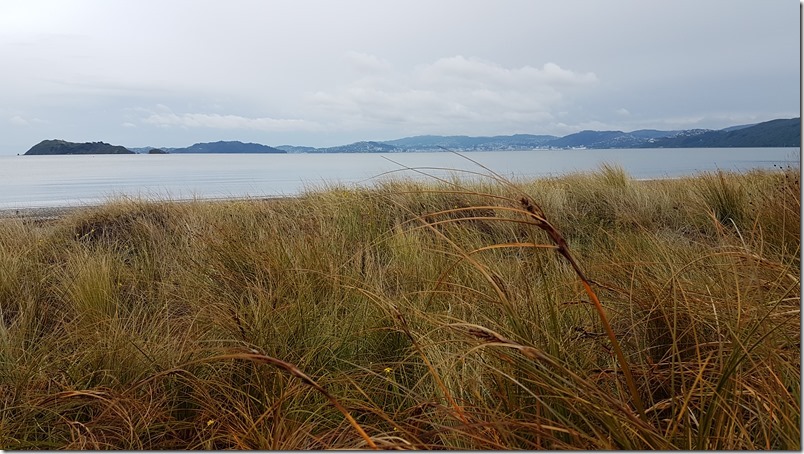 Petone waterfront views