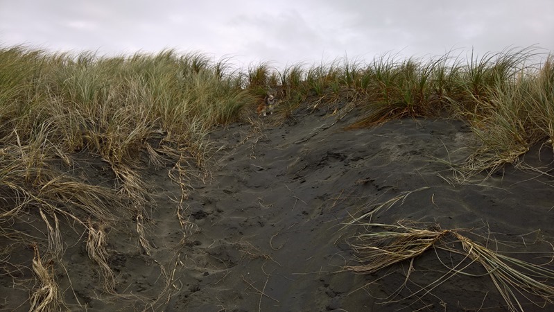 WP_20160612_15_03_45_Rich