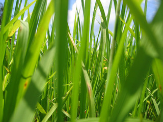 image from http://www.flickr.com/photos/48816143@N00/2460758049/