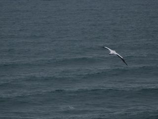 Last of the Gannets