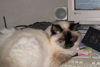 A cat on the F1 Key...