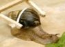 Snailpower