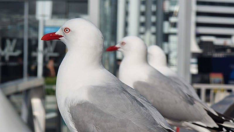 There's no such thing as a Seagull